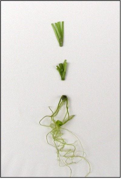 An Echinacea plantlet is cut into three pieces.