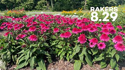 A colorful bed of full-blooming double scoop deluxe at Raker-Roberta's Young Plants in Michigan, shot on Aug. 29.