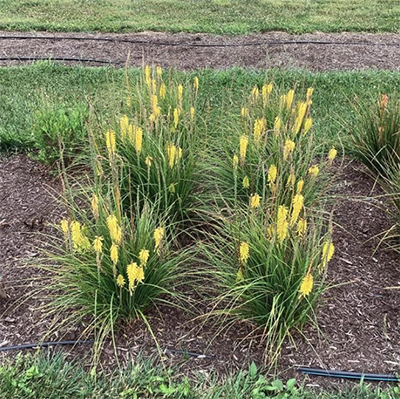 Photo courtesy of Penn State. A trial bed of 4 grass-like plants with bright yellow spears of flowers.
