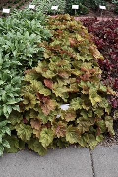 Photo courtesy of Colorado State University. A trial bed of multiple heuchera foliage plants next to each other in rows.
