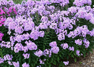 Photo courtesy of Colorado State University. An abundant bed of pink phlox flowers.