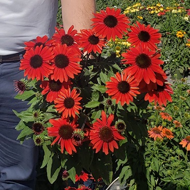 Man in short sleeves in a field holds a gallon pot of flowering echinacea Sombrero Salsa Red