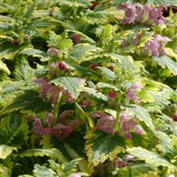 Lamium maculatum Anne Greenaway