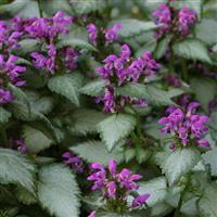 Lamium maculatum Beacon Silver