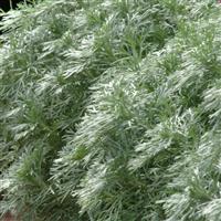 Artemisia schmidtiana Silver Mound