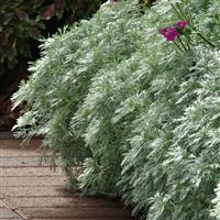 Artemisia schmidtiana Silver Mound