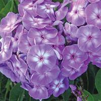 Phlox paniculata Laura