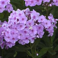 Phlox Garden Girls™ Uptown Girl