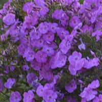 Phlox Garden Girls™ Cover Girl