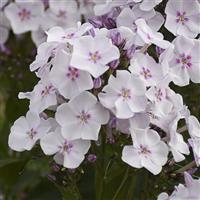 Phlox Garden Girls™ Party Girl