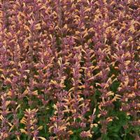 Agastache rupestris Peachie Keen