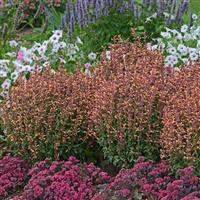 Agastache rupestris Peachie Keen