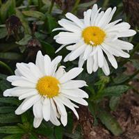 Leucanthemum x superbum Spoonful of Sugar