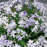 Phlox subulata Emerald Cushion Blue