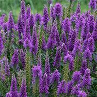 Veronica longifolia Very Van Gogh