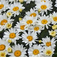 Leucanthemum superbum Cream Puff