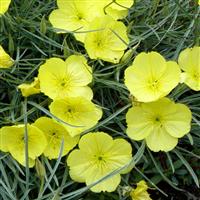 Oenothera macrocarpa ssp. fremontii Shimmer