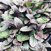 Ajuga reptans Bronze Beauty