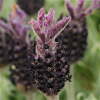 Lavandula stoechas Luxurious