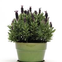 Lavandula stoechas Luxurious