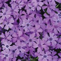 Phlox subulata Purple Beauty