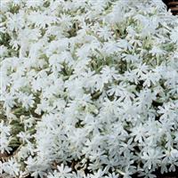 Phlox subulata Snowflake