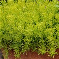 Sedum Lemon Ball