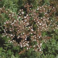 Sedum album Coral Carpet