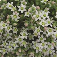 Sedum dasyphyllum Major