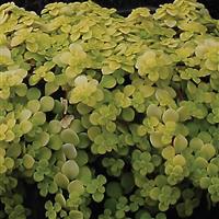 Sedum makinoi Ogon