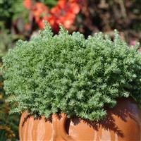 Sedum reflexum Blue Spruce