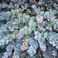 Sedum sieboldii 