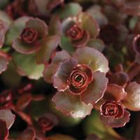 Sedum spurium Fuldaglut