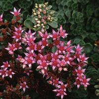 Sedum spurium John Creech