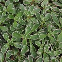 Sedum spurium Tricolor