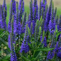 Veronica longifolia Royal Rembrandt