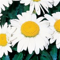 Leucanthemum Snowcap