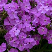 Phlox paniculata Baby Doll Pink