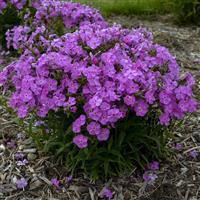 Phlox paniculata Baby Doll Pink