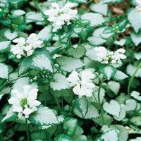 Lamium maculatum White Nancy