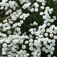 Achillea ptarmica Peter Cottontail