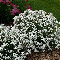 Achillea ptarmica Peter Cottontail