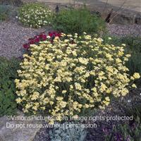 Achillea x lewisii King Edward