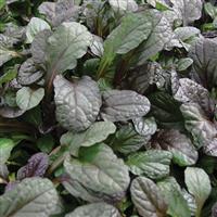 Ajuga reptans Mahogany