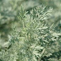 Artemisia arborescens Powis Castle