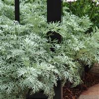 Artemisia arborescens Powis Castle