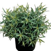 Artemisia dracunculus French Tarragon