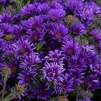 Aster novae-angliae Grape Crush