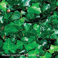 Hedera helix English