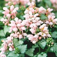 Lamium maculatum Pink Pewter